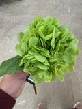 13 Green Hydrangea Stem