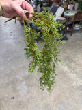 32" Berry Hanging Vine