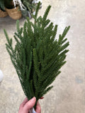 20" Cypress Spray