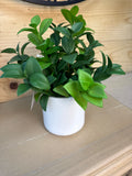 11" Lipstick Vine Plant in Matte White Pot