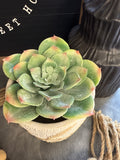 Oversized Hen Succulent 4.5"