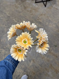 13" Gerbera Daisy Bundle