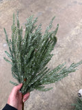 20" CYPRESS SPRAY - SNOWY GREEN
