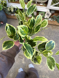 19" Beech Greenery Bundle