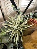 8" Spikey Grass Pick