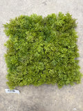 10"x10" Spring Moss Mat