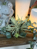 8" Spikey Grass Pick