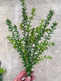 19" Tall Sedum Spray