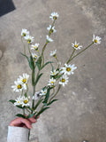 29wild Daisy Spray Cr/wh