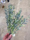 Boxwood Bush