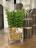 7" Sedum in Glass Vase