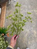 26" Soft Sedum Spray