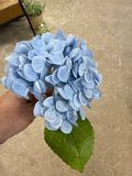13 Blue Hydrangea Stem