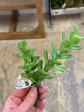 8" Mini Jade Plant