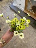 10.5daisy Bush X5 Gr/tt