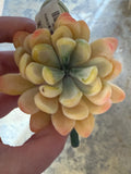 Soft Yellow Succulent