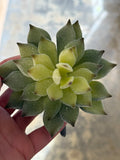 5" Mini Echeveria Pick