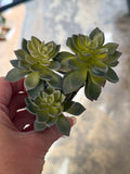 Star Succulent Pick