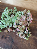 10" Natural Touch Hanging Sedum Vine