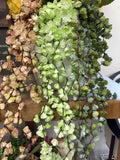 22" Real Touch Succulent Vine
