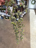 30" Curly Ficus Vine