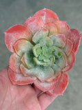Oversized Hen Succulent 4.5"