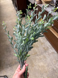Boxwood Bush