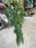Nat. Tch. Hanging Button Leaf Bush 30