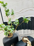Mini Eucalyptus Spray