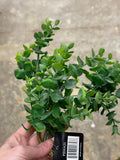 17" GREEN EUCALYPTUS BUSH