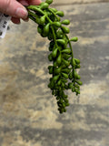 13" Soft String of Pearls Spray