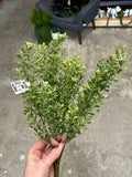 17" Boxwood Bush with Berry Tips