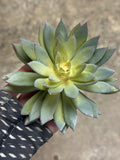 8" Lily Pad Oversized Succulent