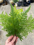 15" Leather Fern Bush