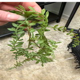 Mini Hanging Succulent